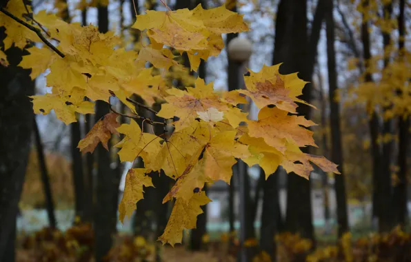 Осень, листья, природа, дерево, клен осенью