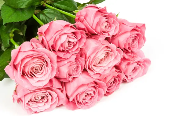 Картинка цветы, розы, букет, белый фон, розовые