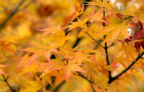 Yellow, autumn, leafs, fall, twig
