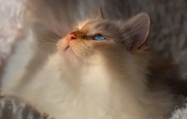 Кошка, белый, кот, взгляд, свет, уют, котенок, портрет