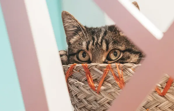 Кошка, кот, взгляд, морда, мебель, корзинка