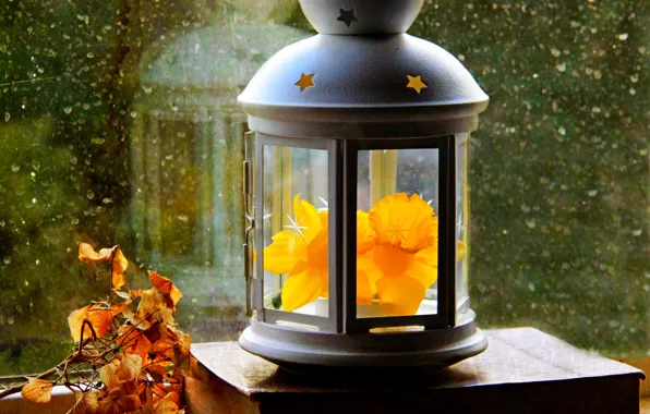 Картинка осень, цветок, листья, капли, весна, окно, фонарь, flower