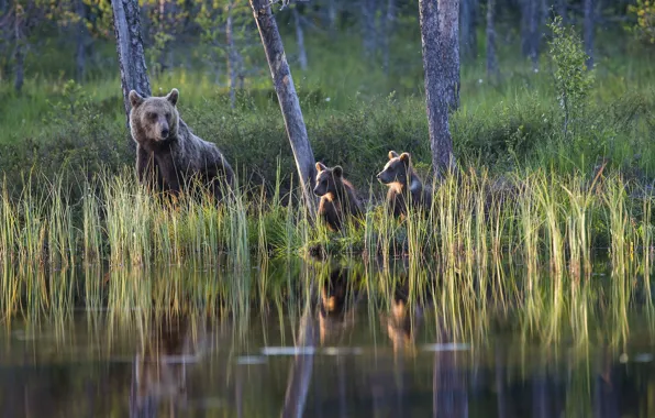 Картинка лес, озеро, медведи