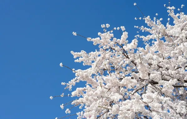 Картинка цветы, вишня, дерево, весна, сакура, white, белые, Nature