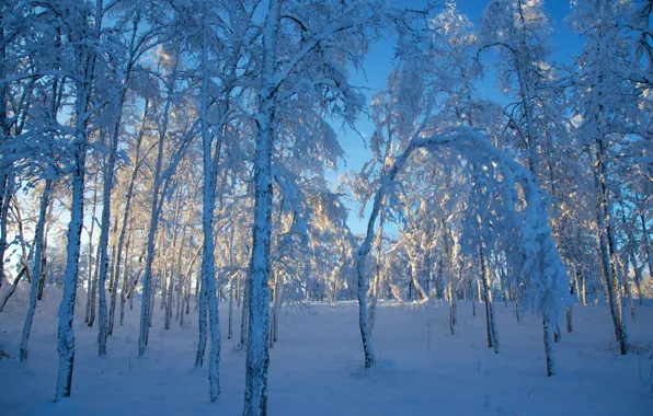 Зима, снег, деревья, Швеция, Sweden