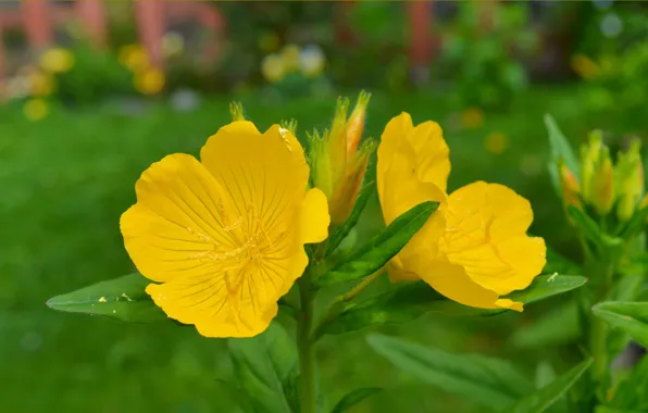 Картинка Весна, Spring, Желтые цветы, Yellow flowers