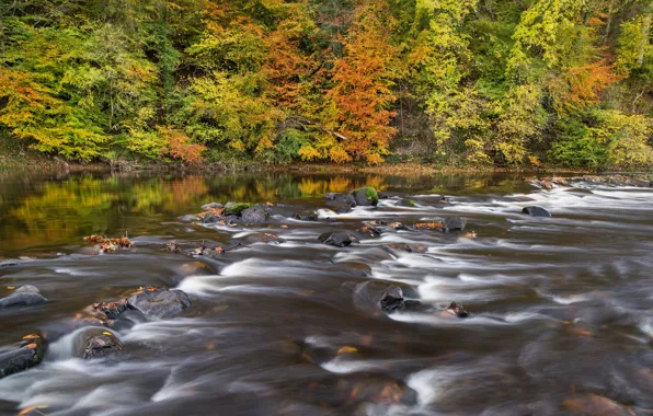 Картинка осень, лес, река, Шотландия, Scotland, Эйршир, Ayrshire