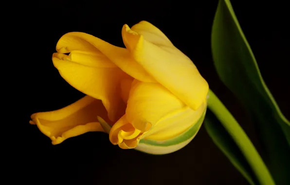 Цветок, желтый, тюльпан