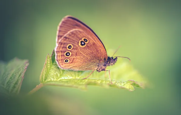 Wings, butterfly, leaves