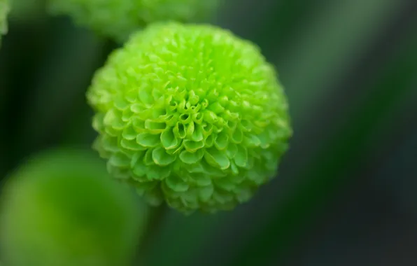 Картинка цветок, фокус, зеленая, георгина