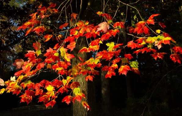 Картинка осень, листья, ветки, дерево, багрянец