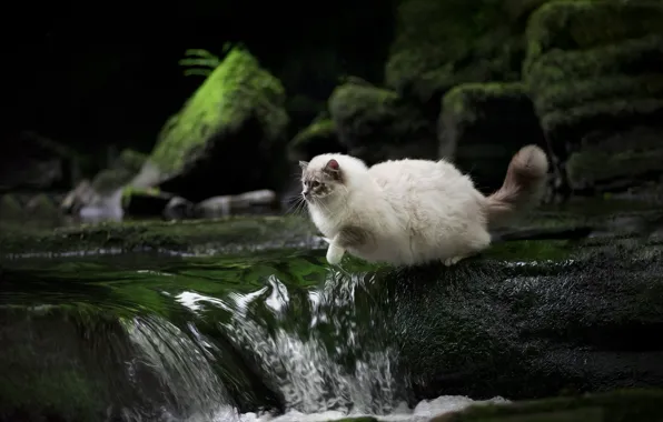 Кошка, кот, вода, природа, поза, камни, скалы, прыжок