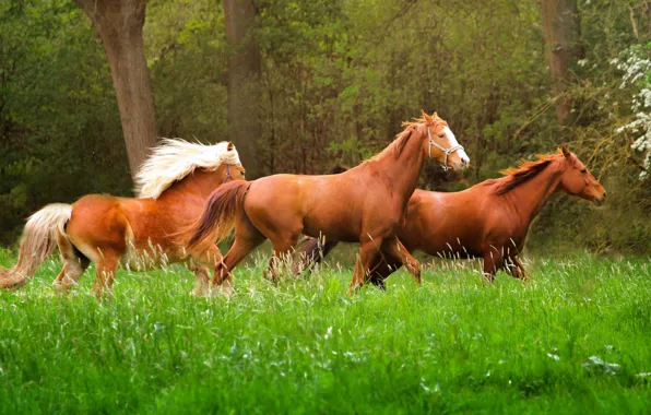 Картинка трава, природа, животное, лошади, бег