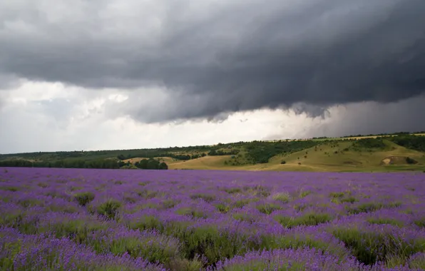 Картинка поле, пейзаж, sky, field, landscape, flowers, лаванда, lavender