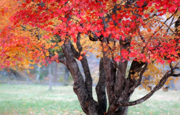 Осень, дерево, краски, Природа, Япония, клён