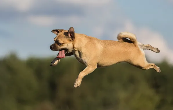 Картинка язык, прыжок, собака, полёт
