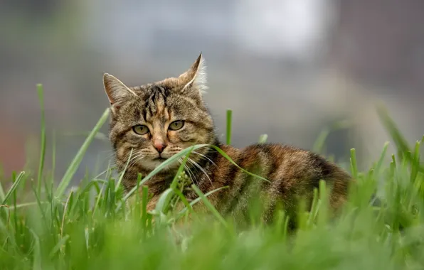 Картинка трава, кот, боке