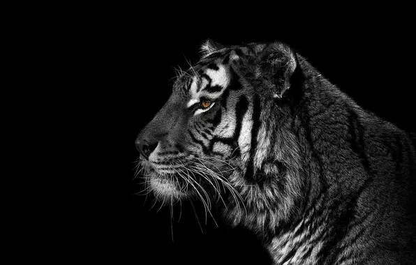 Картинка Tiger, Black, White
