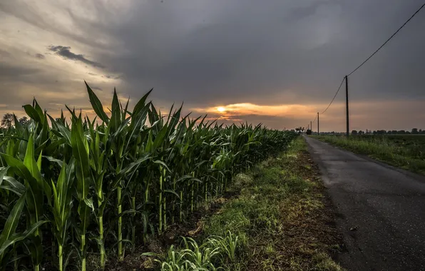 Картинка дорога, ночь, кукуруза