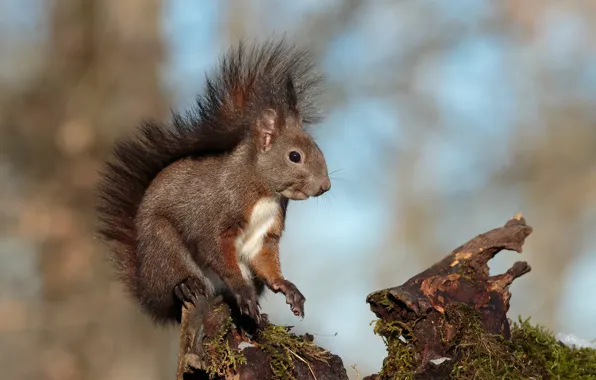 Поза, фон, пень, белка, сидит, боке