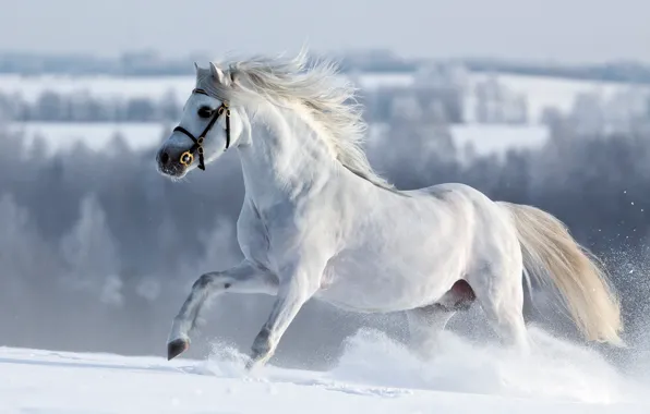 Зима, лес, белый, взгляд, морда, снег, фон, животное