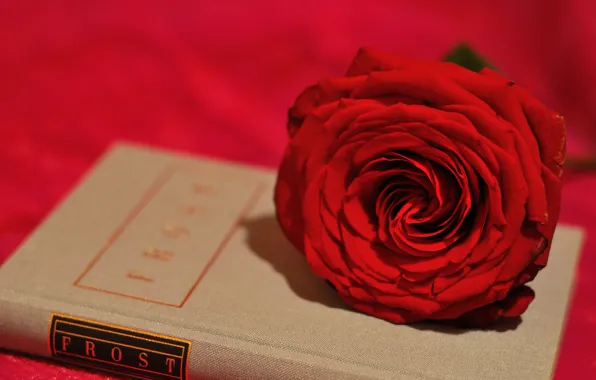 Картинка цветок, стиль, роза, бутон, книга