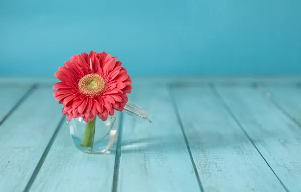Цветок, ваза, flower, гербера