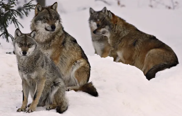 Картинка зима, лес, звери, волк, волки