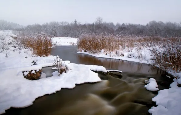 Картинка зима, лес, снег, река, камыш