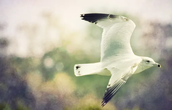 Полет, птица, фотошоп, чайка, bird