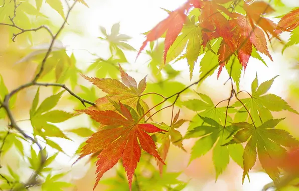 Осень, листья, природа