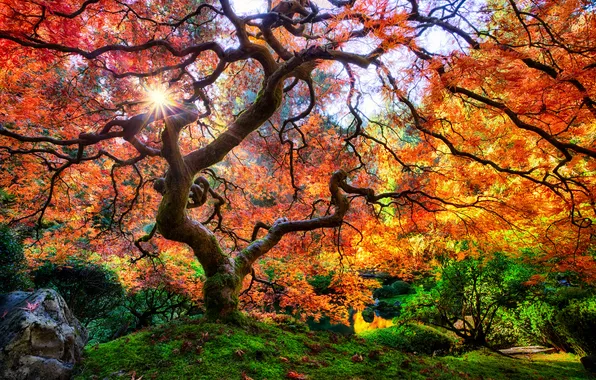 Осень, листья, дерево, сша, Portland