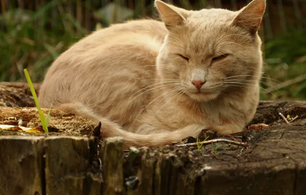 Кошка, парк, на пне
