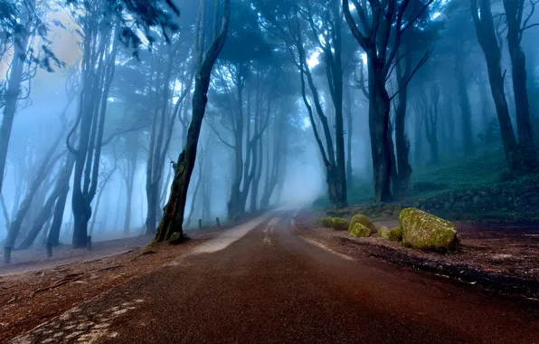Картинка дорога, лес, деревья, природа, туман, склон, Португалия
