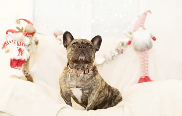 Картинка праздник, новый год, собака, подарки, французский бульдог