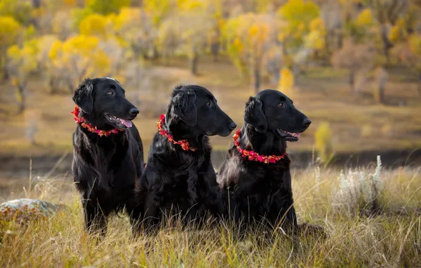Картинка осень, собаки, взгляд, природа, три, трио, друзья, черные