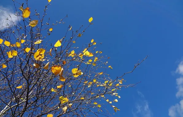 Картинка осень, небо, листья, ветки