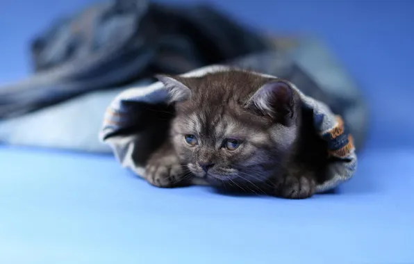 Кошка, взгляд, поза, котенок, мордашка