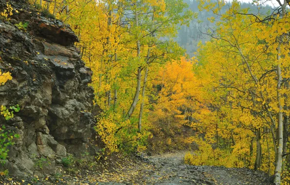 Картинка дорога, осень, деревья, горы, скала, склон