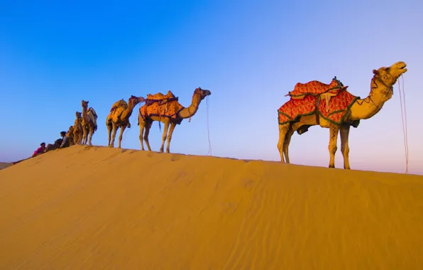 Пустыня, верблюды, караван