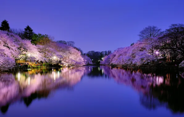 Картинка небо, деревья, ночь, город, вишня, озеро, парк, Япония