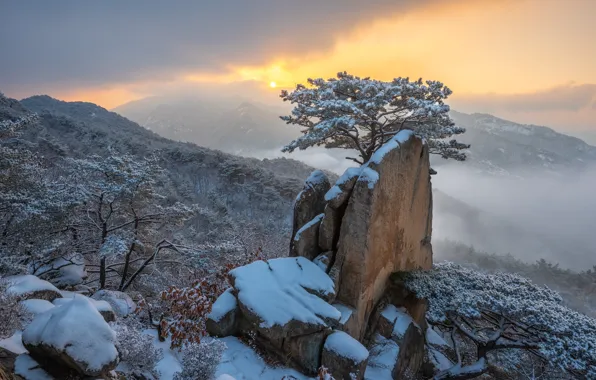 Картинка зима, облака, снег, пейзаж, горы, природа, туман, дерево