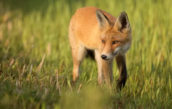 Лето, природа, лиса