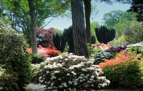 Картинка деревья, цветы, сад, Великобритания, кусты, Wales, Bodnant Gardens, рододендроны