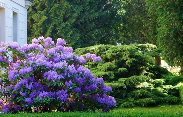 House, flower, park, garden, rhododendron