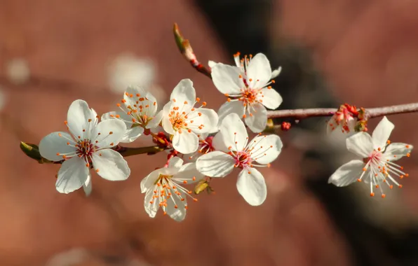 White, flower, twig