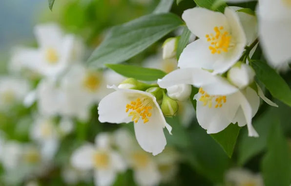 Картинка Весна, Spring, Цветение, Flowering