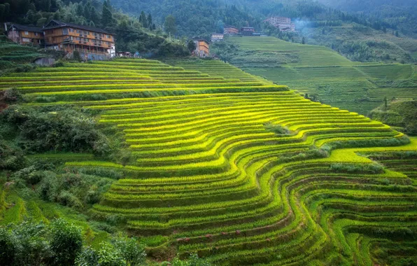 Картинка горы, дом, склон, Китай, чайная плантация, Гуанси, терассы