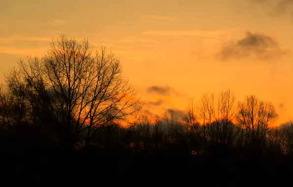 Sky, sunset, tree, morning, orange