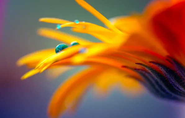 Картинка flower, drops, petals